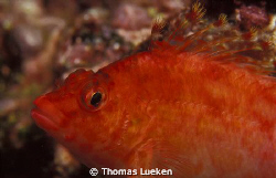 found in Galapagos; F100 by Thomas Lueken 